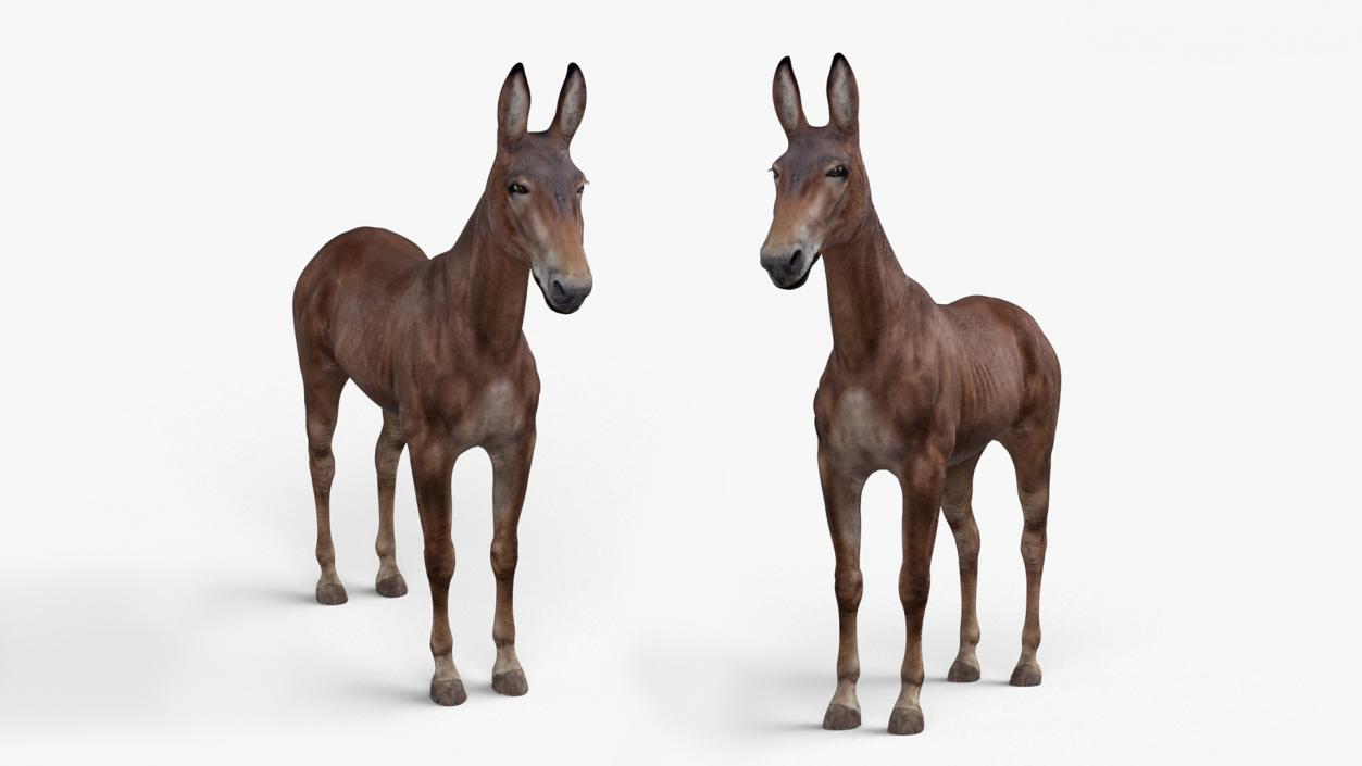 3D Mule Dark Rigged