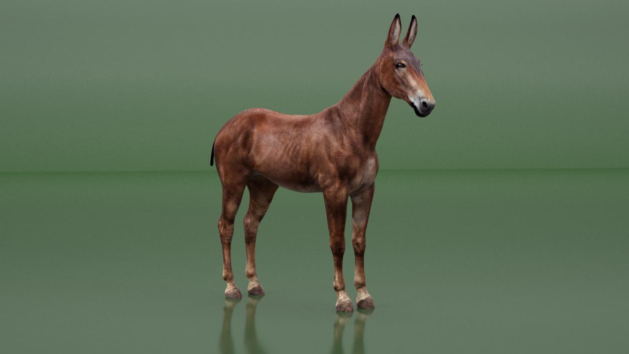 3D Mule Dark Rigged