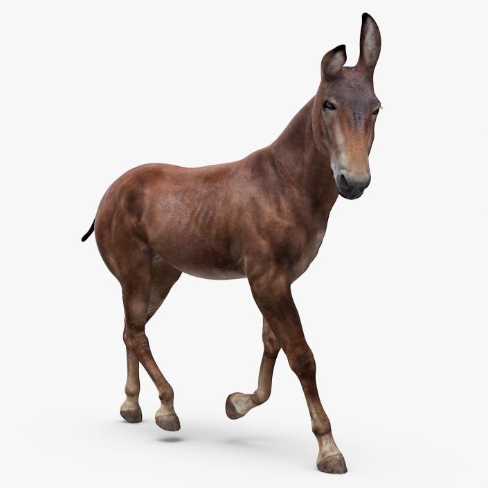 3D Mule Dark Rigged