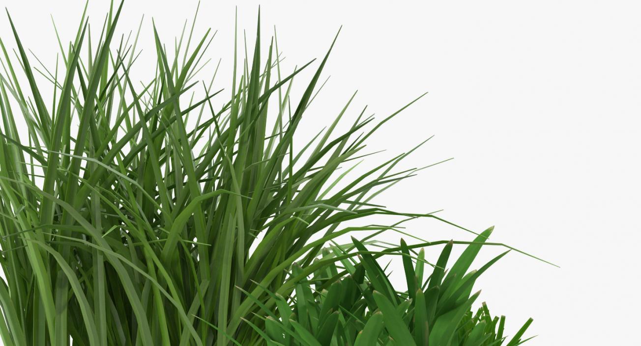 3D Grass Collection