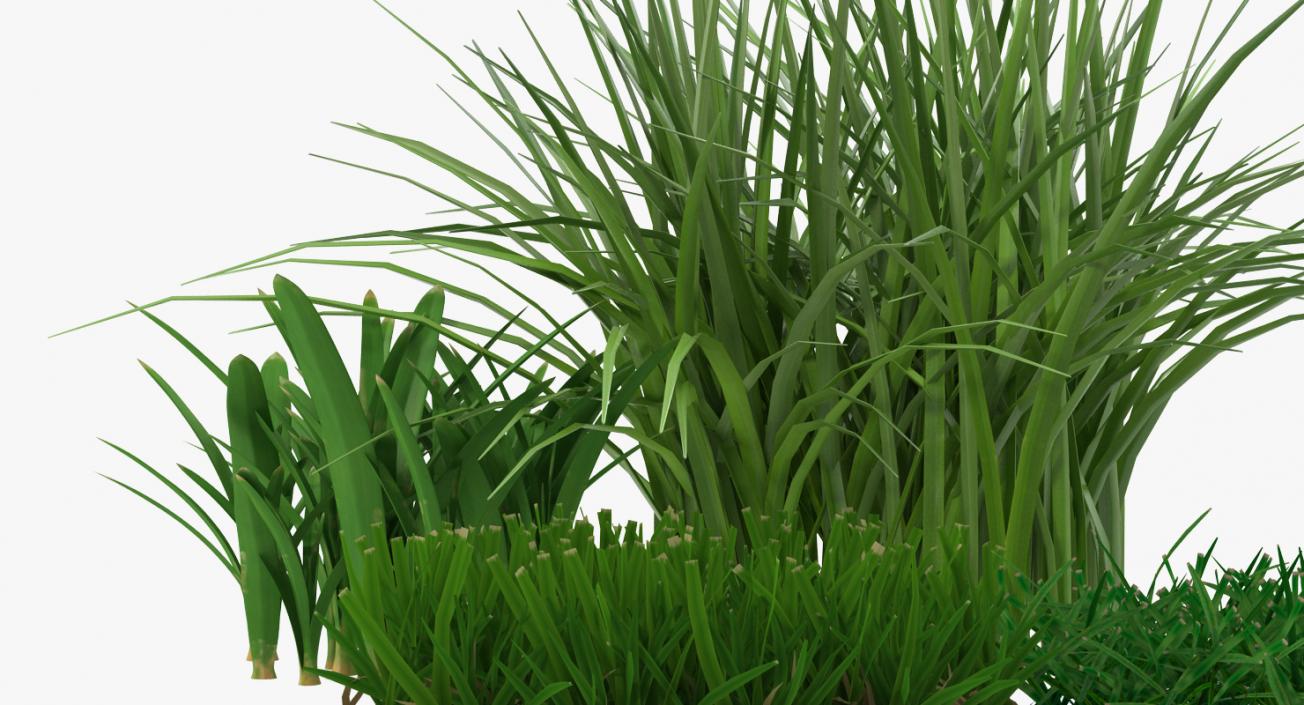 3D Grass Collection