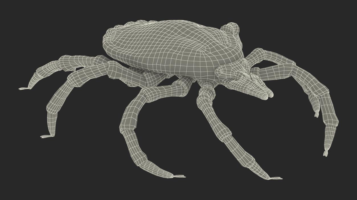 3D model Tick