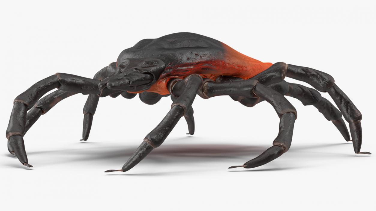 3D model Tick