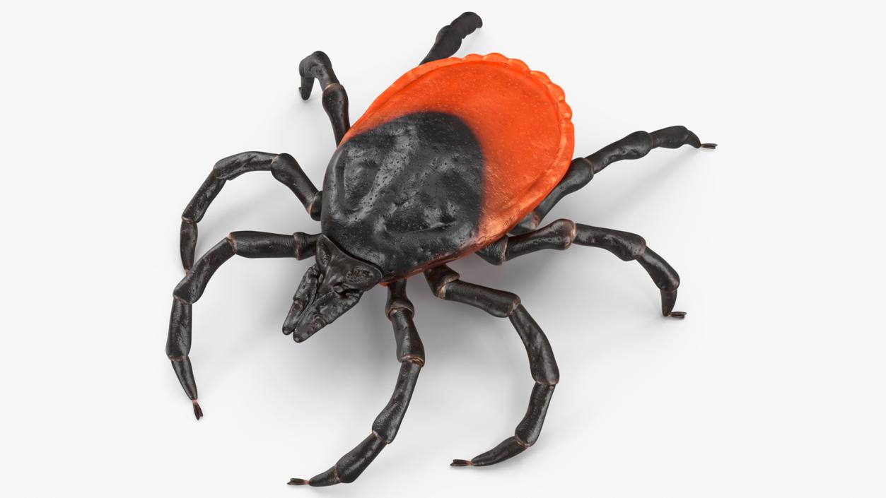 3D model Tick