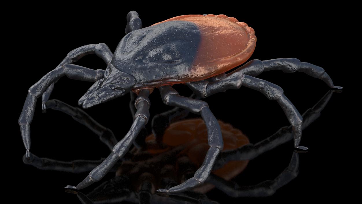 3D model Tick