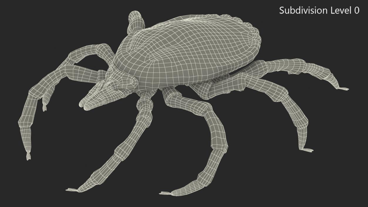 3D model Tick