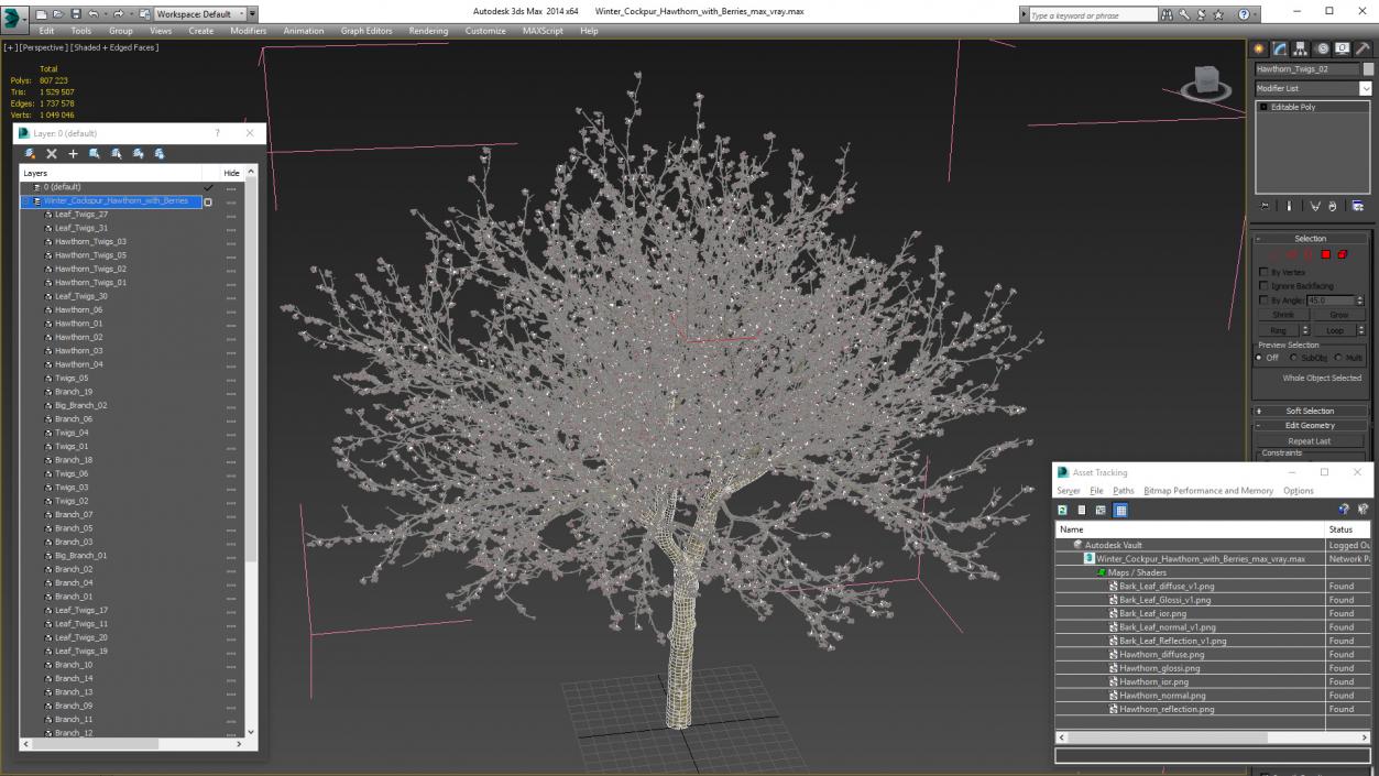 3D Winter Cockpur Hawthorn with Berries