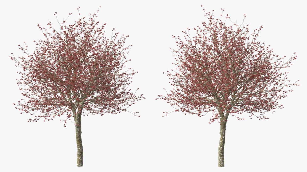 3D Winter Cockpur Hawthorn with Berries