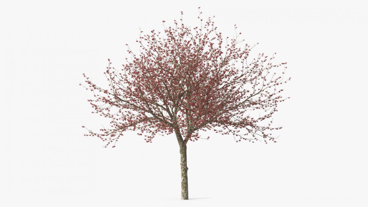 3D Winter Cockpur Hawthorn with Berries