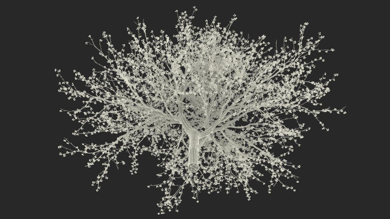 3D Winter Cockpur Hawthorn with Berries