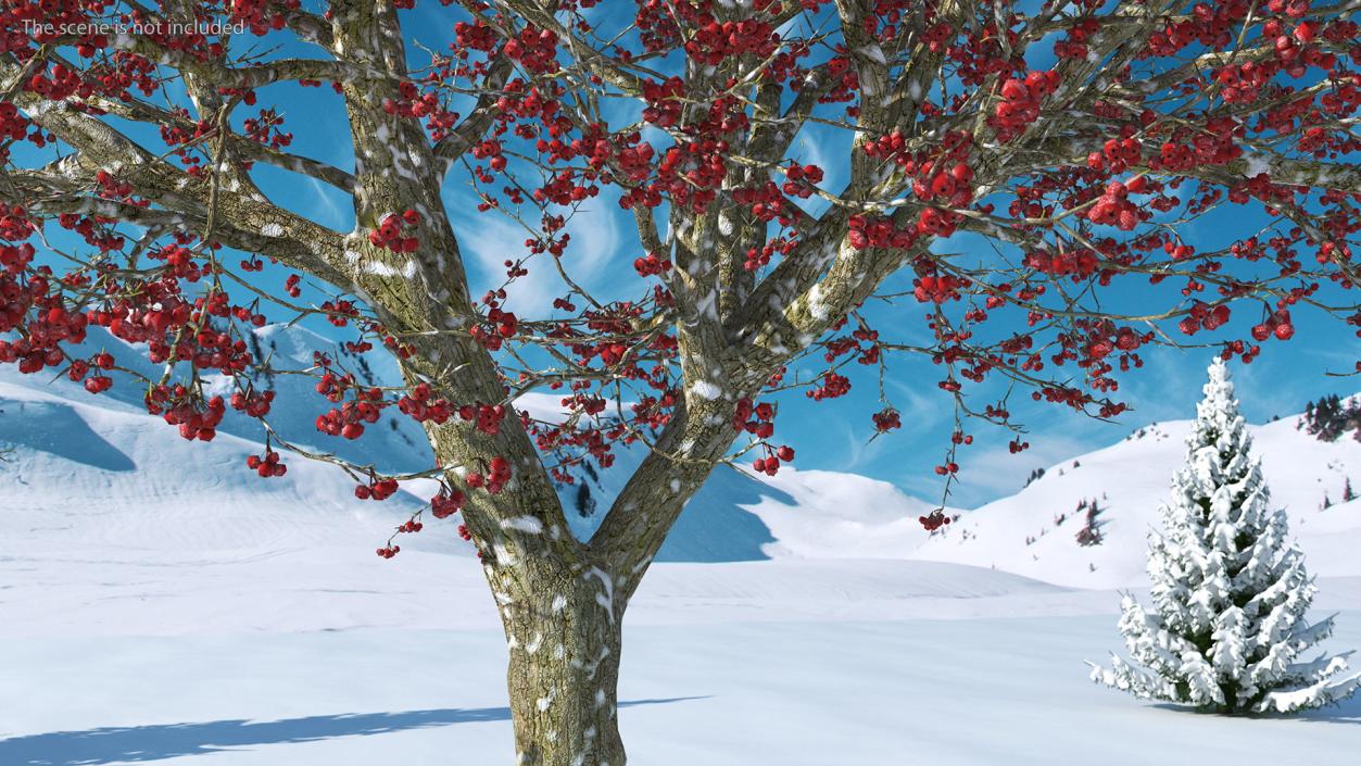 3D Winter Cockpur Hawthorn with Berries