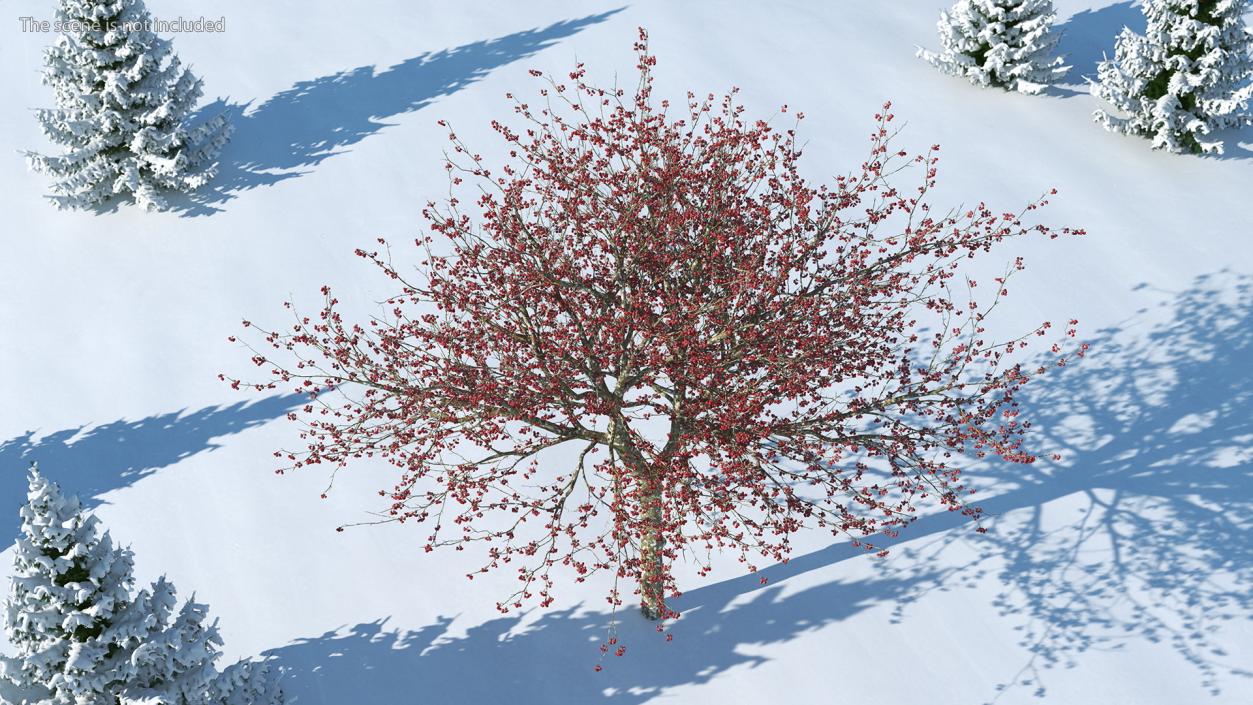 3D Winter Cockpur Hawthorn with Berries