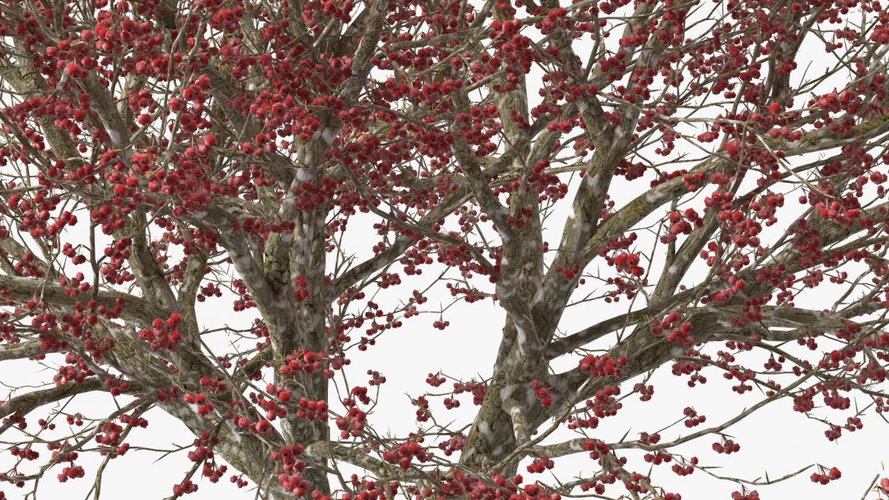 3D Winter Cockpur Hawthorn with Berries