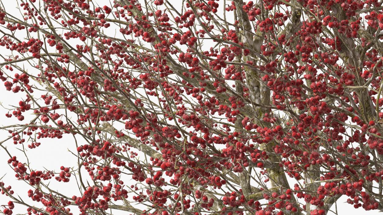 3D Winter Cockpur Hawthorn with Berries