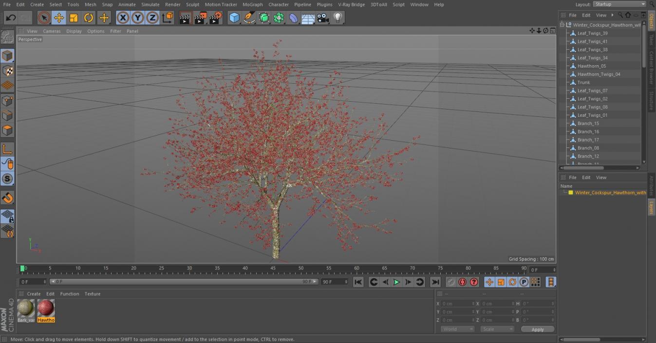 3D Winter Cockpur Hawthorn with Berries