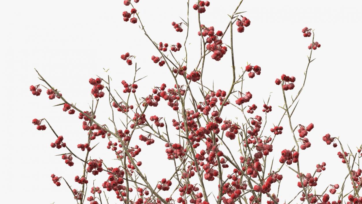 3D Winter Cockpur Hawthorn with Berries