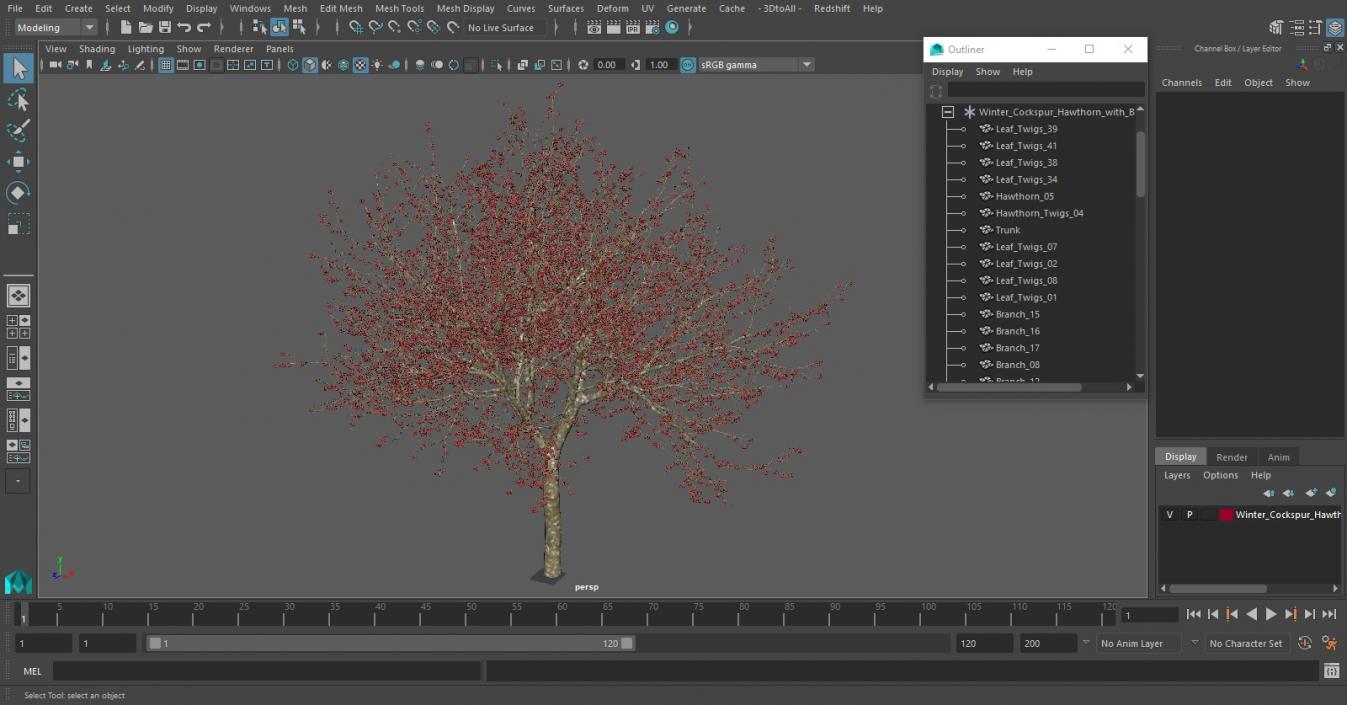 3D Winter Cockpur Hawthorn with Berries