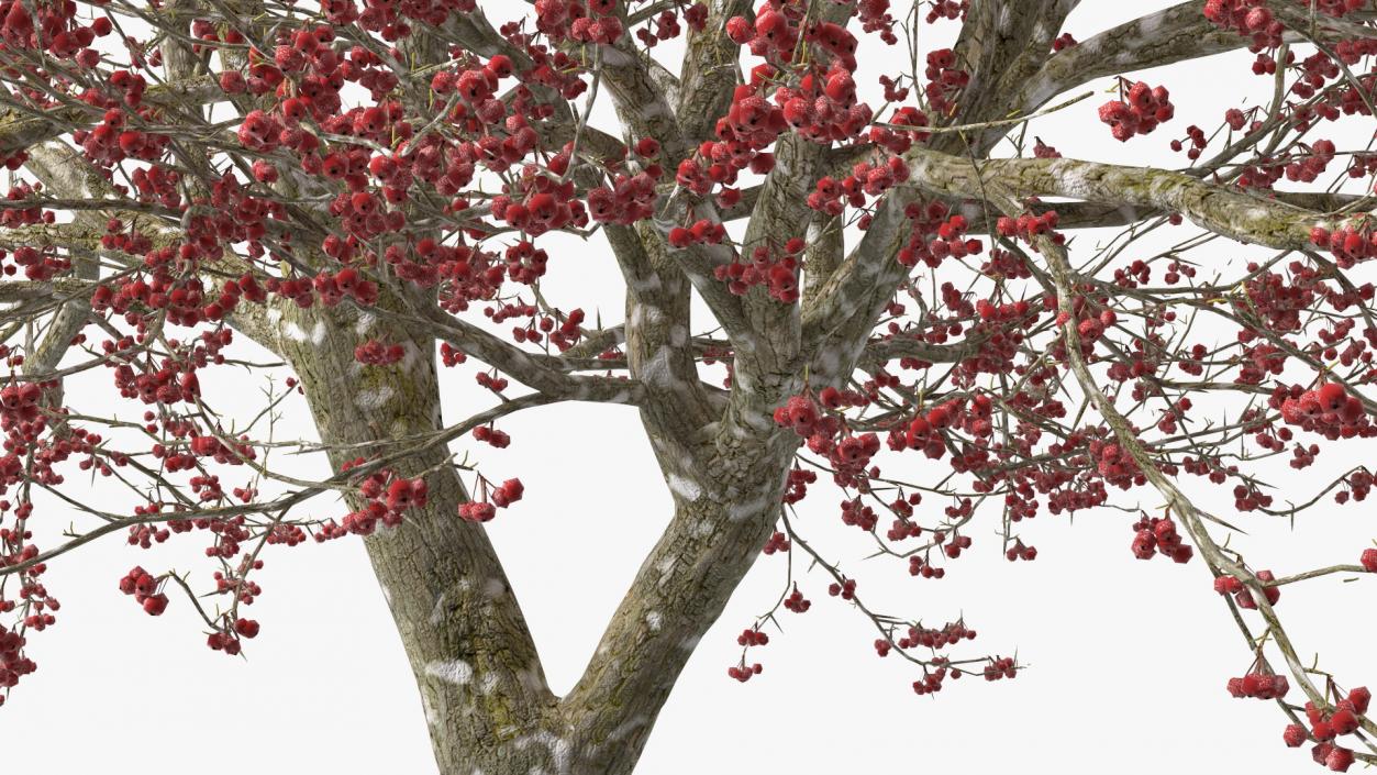 3D Winter Cockpur Hawthorn with Berries