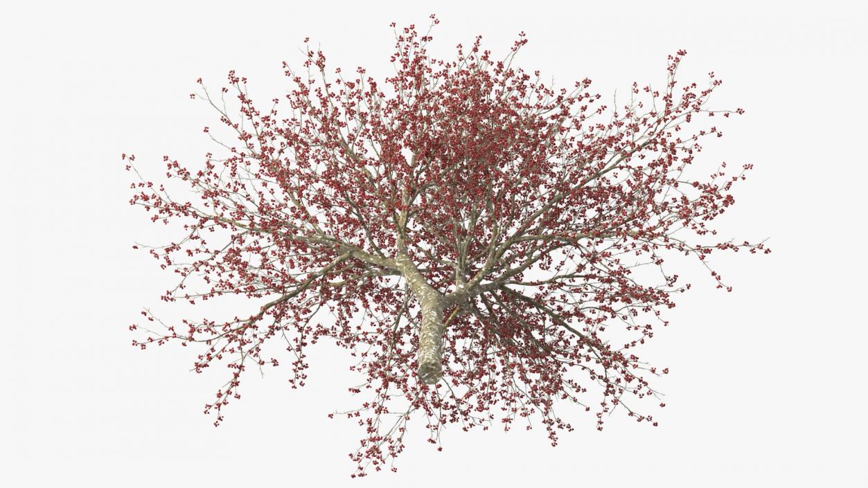 3D Winter Cockpur Hawthorn with Berries