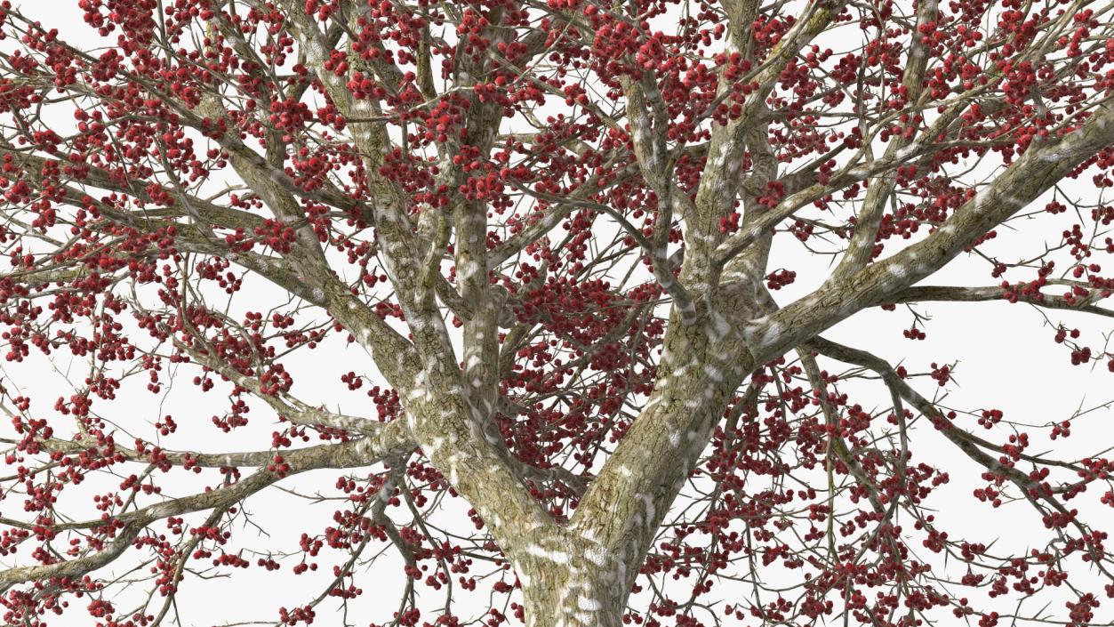 3D Winter Cockpur Hawthorn with Berries