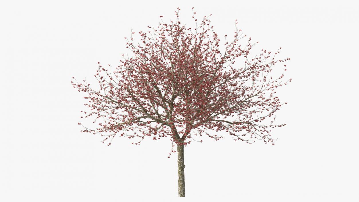 3D Winter Cockpur Hawthorn with Berries