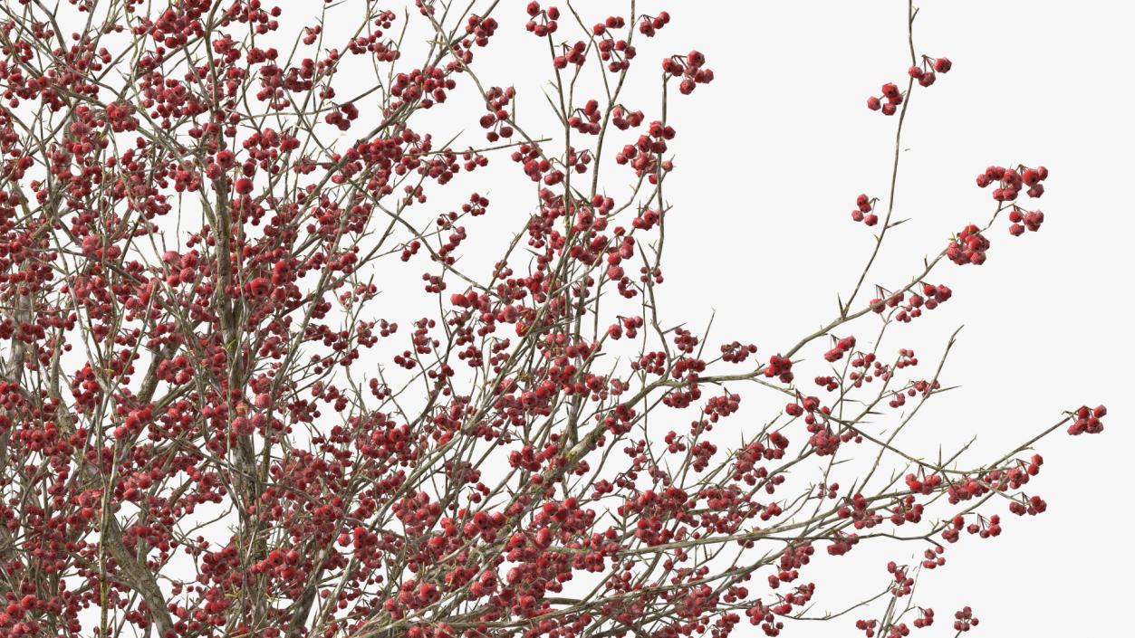 3D Winter Cockpur Hawthorn with Berries