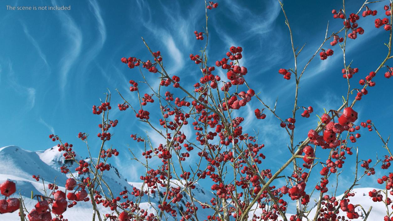 3D Winter Cockpur Hawthorn with Berries