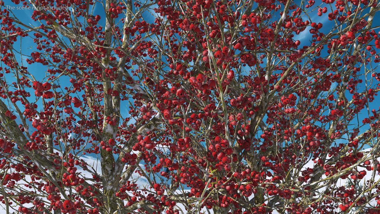 3D Winter Cockpur Hawthorn with Berries