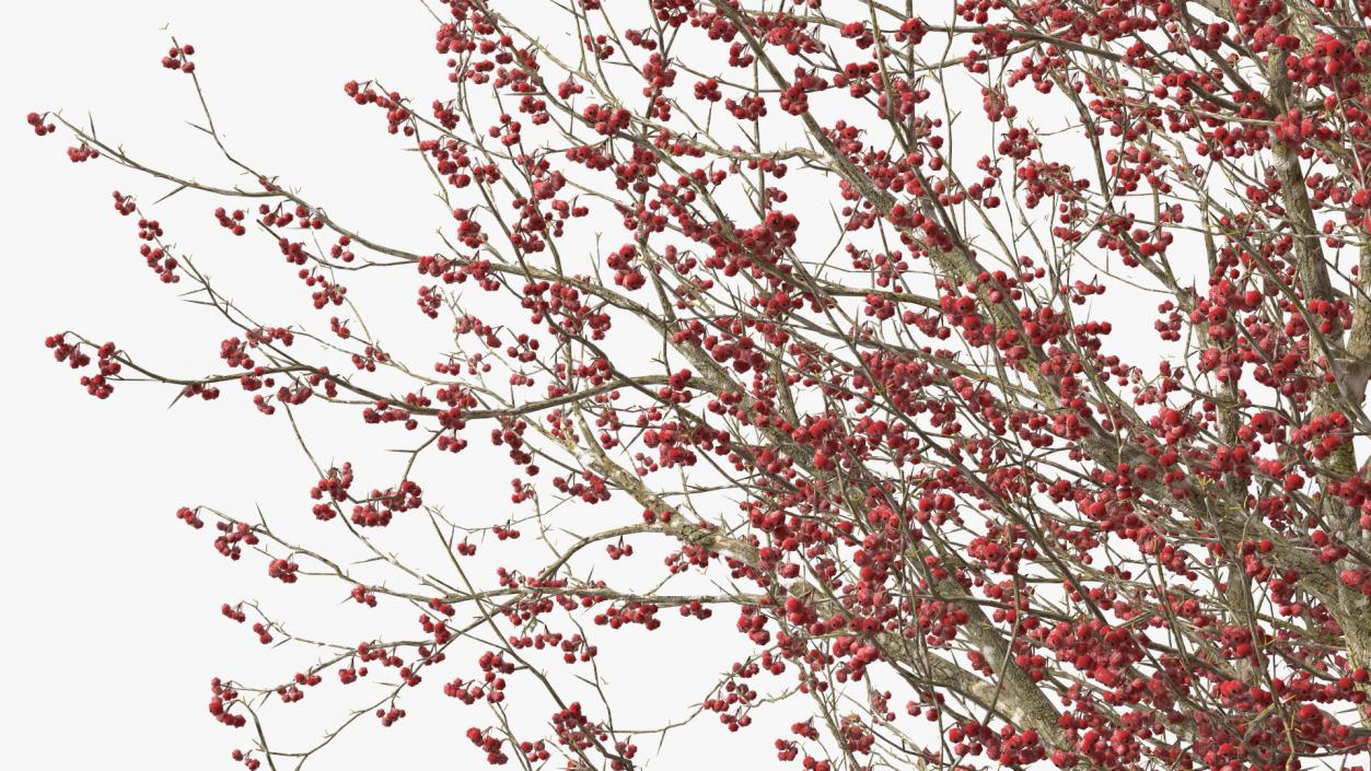 3D Winter Cockpur Hawthorn with Berries