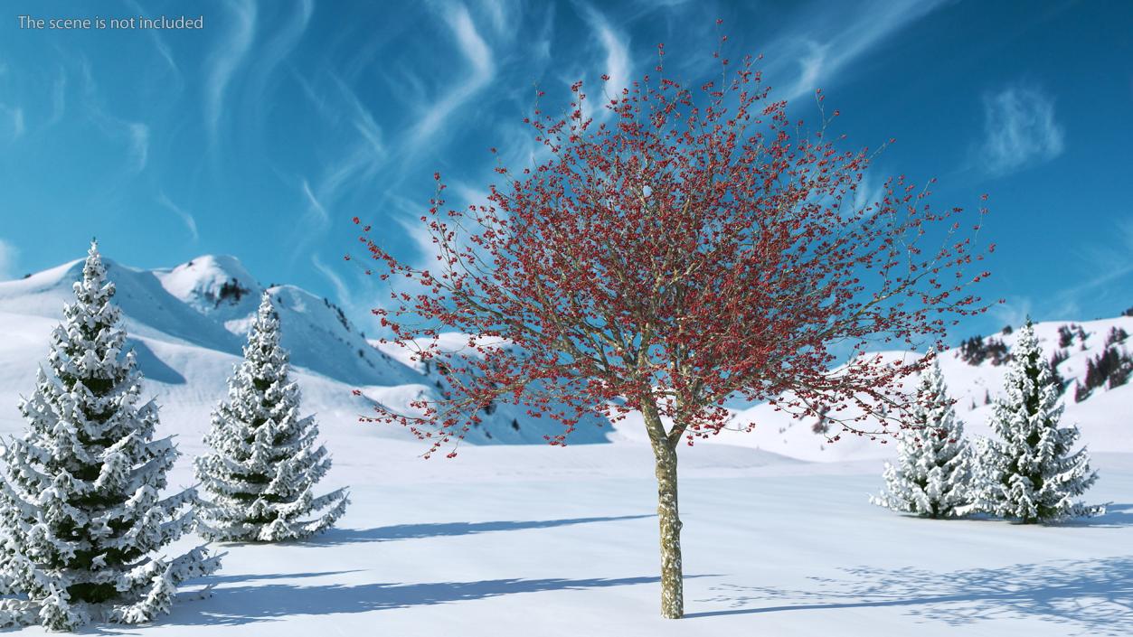 3D Winter Cockpur Hawthorn with Berries