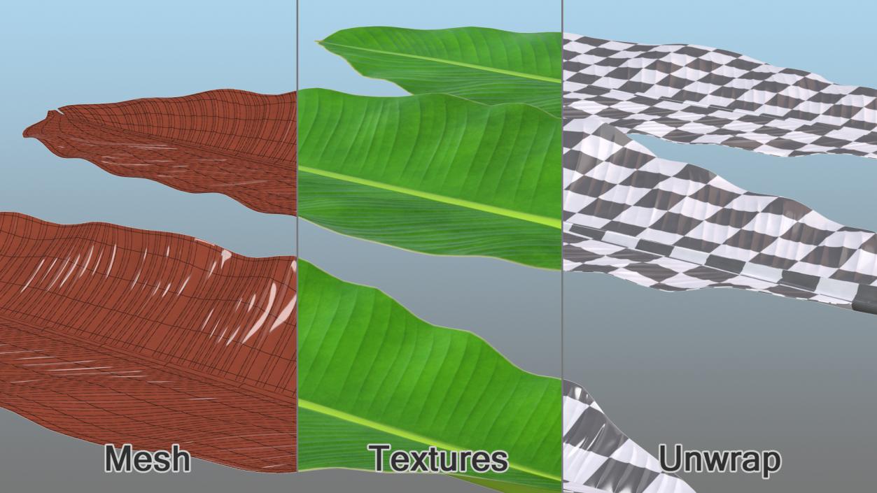 3D Leaves from Banana Tree model