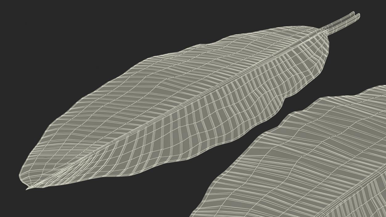 3D Leaves from Banana Tree model