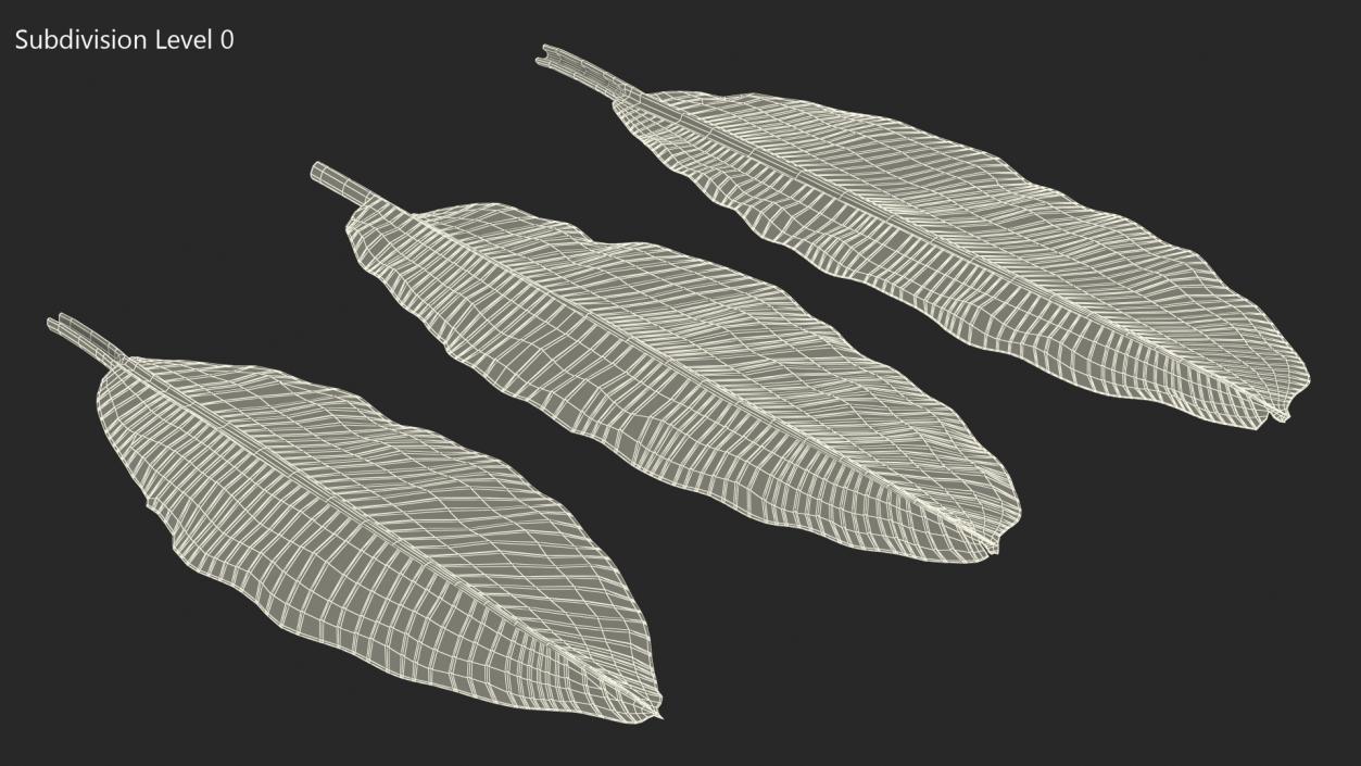 3D Leaves from Banana Tree model