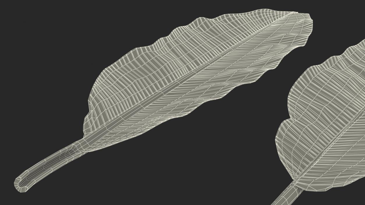 3D Leaves from Banana Tree model