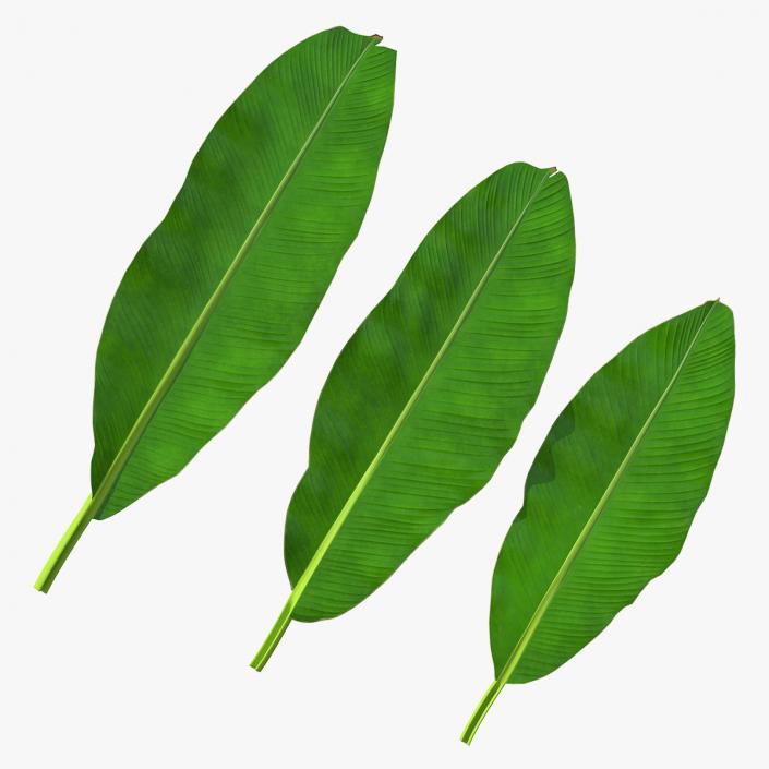 3D Leaves from Banana Tree model