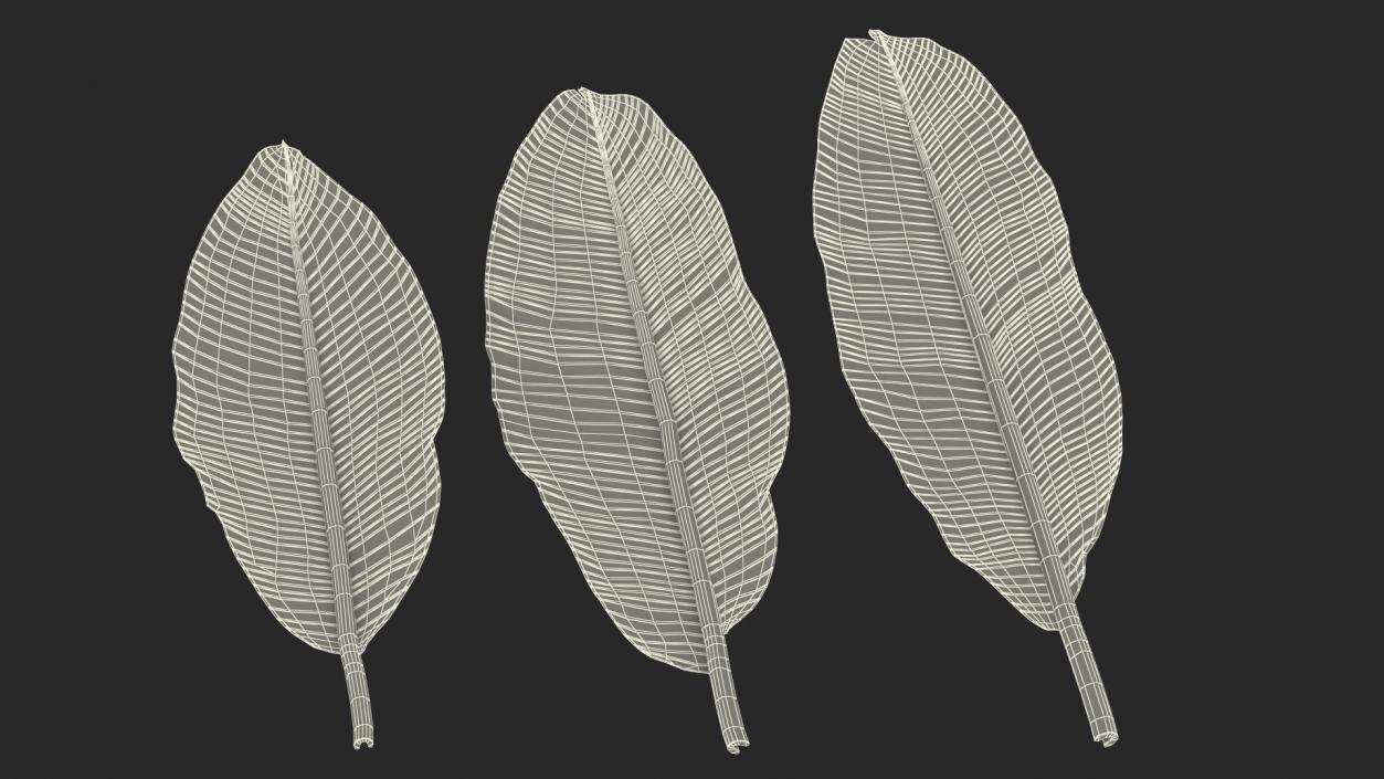 3D Leaves from Banana Tree model