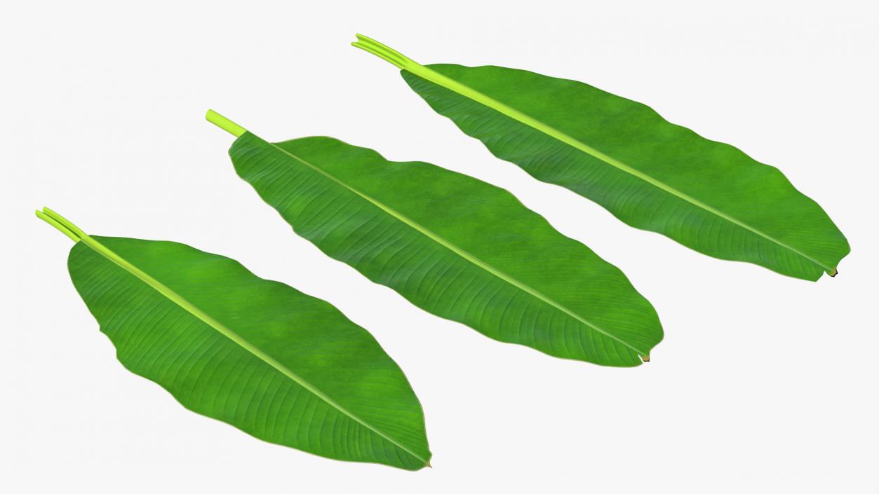 3D Leaves from Banana Tree model