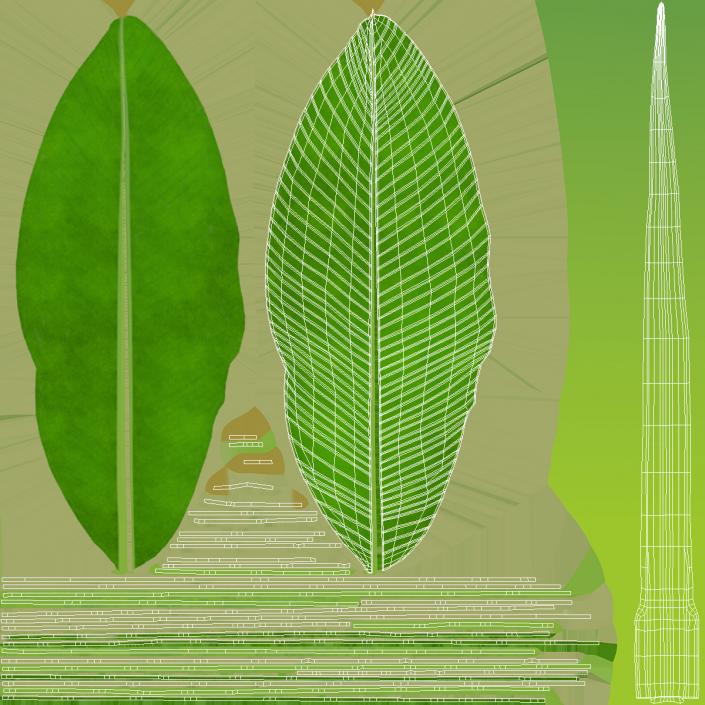 3D Leaves from Banana Tree model