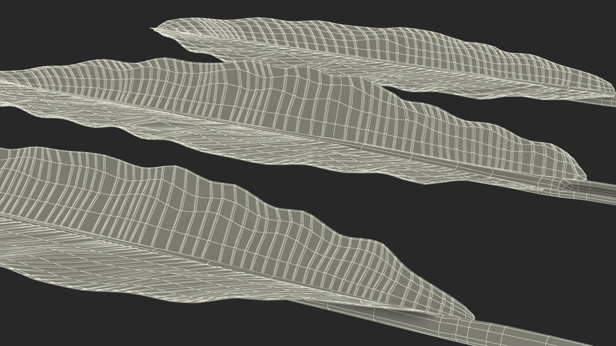 3D Leaves from Banana Tree model