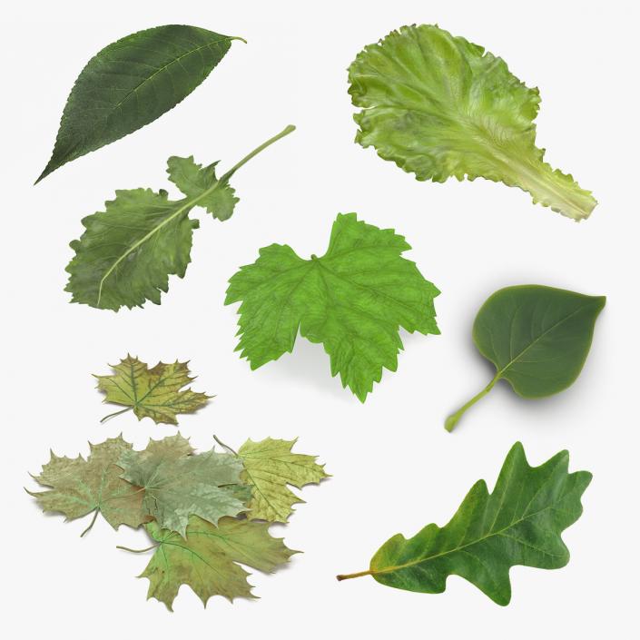 Leaves Collection 3 3D model