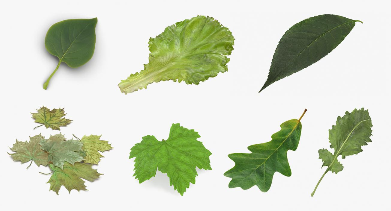 Leaves Collection 3 3D model