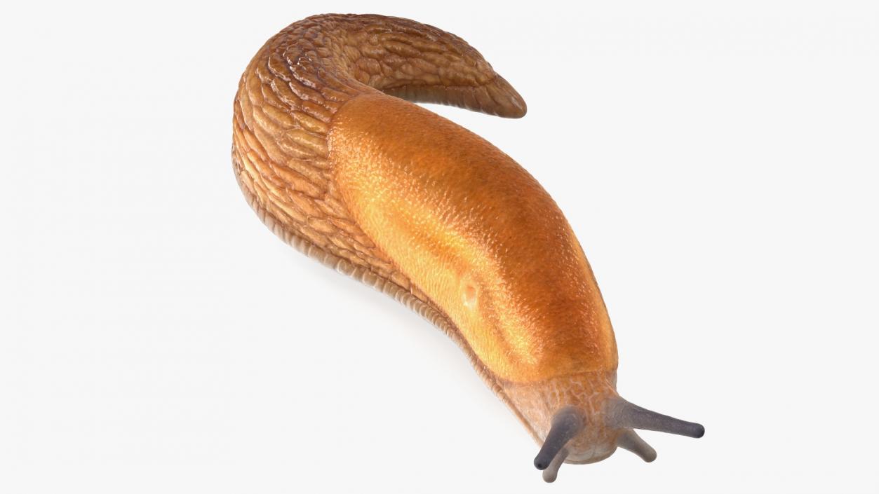 3D model Dusky Arion Slug Crawling