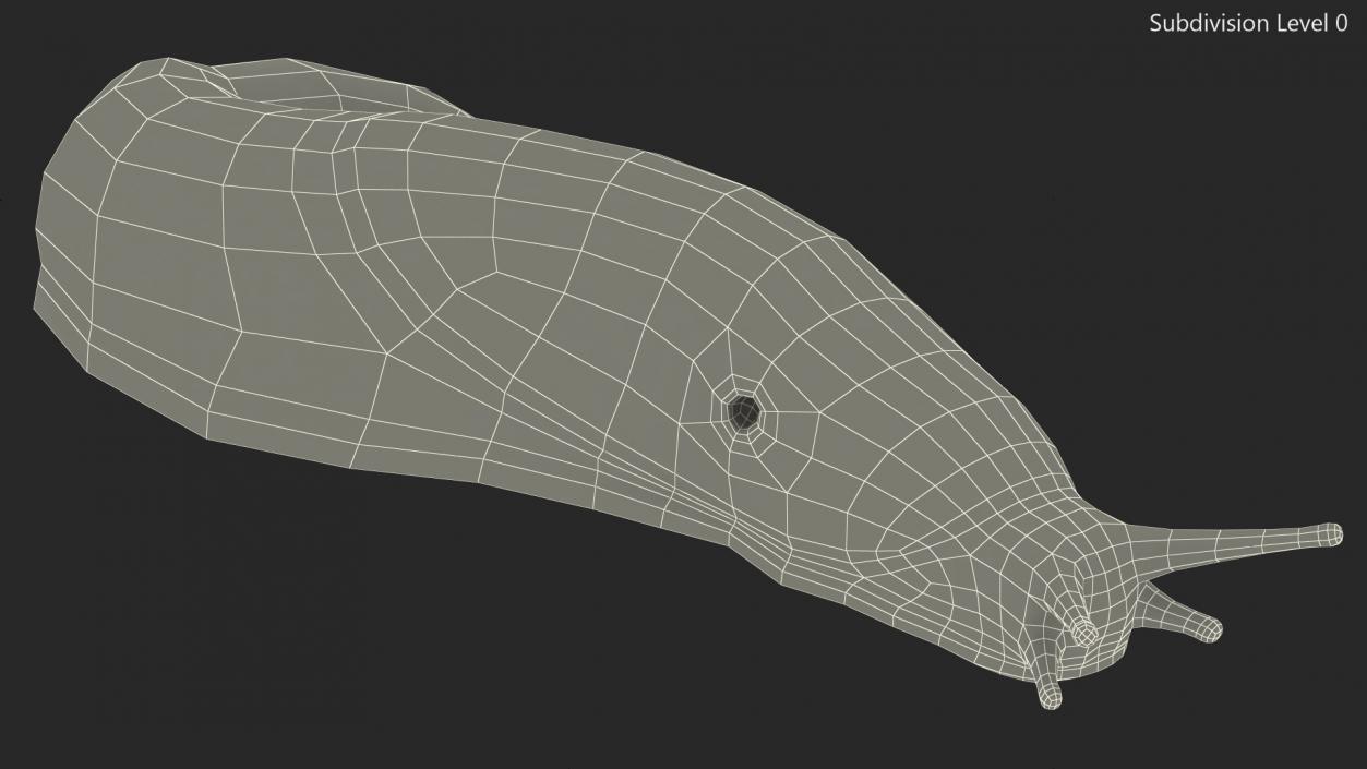 3D model Dusky Arion Slug Crawling