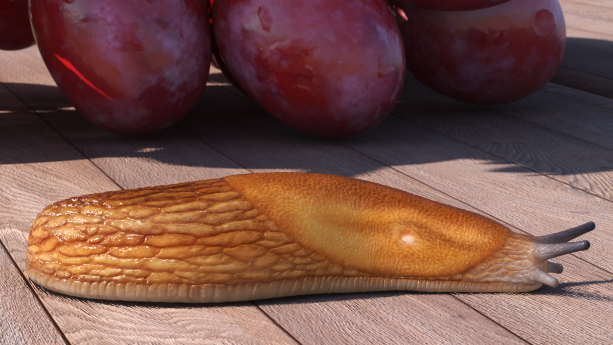 3D model Dusky Arion Slug Crawling