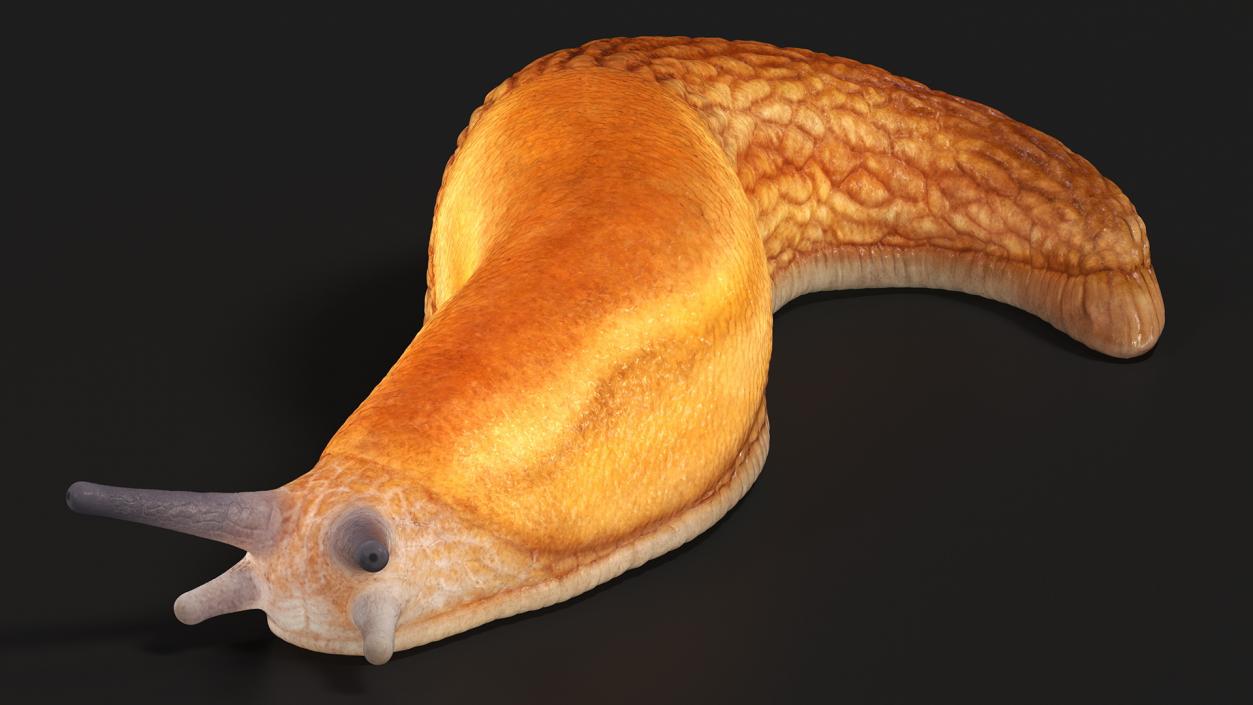 3D model Dusky Arion Slug Crawling