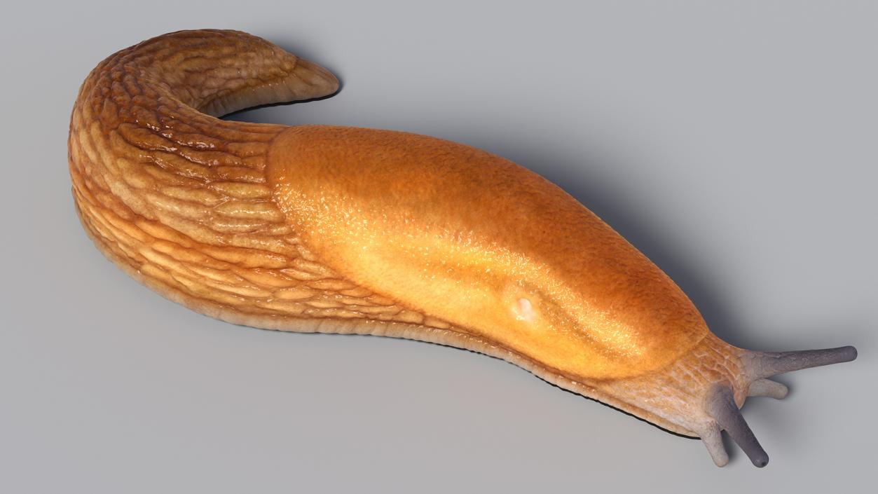 3D model Dusky Arion Slug Crawling