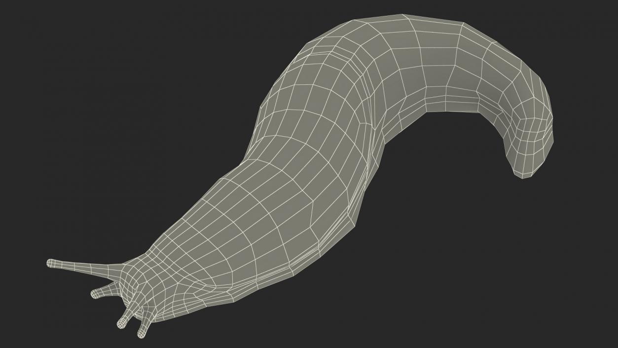 3D model Dusky Arion Slug Crawling