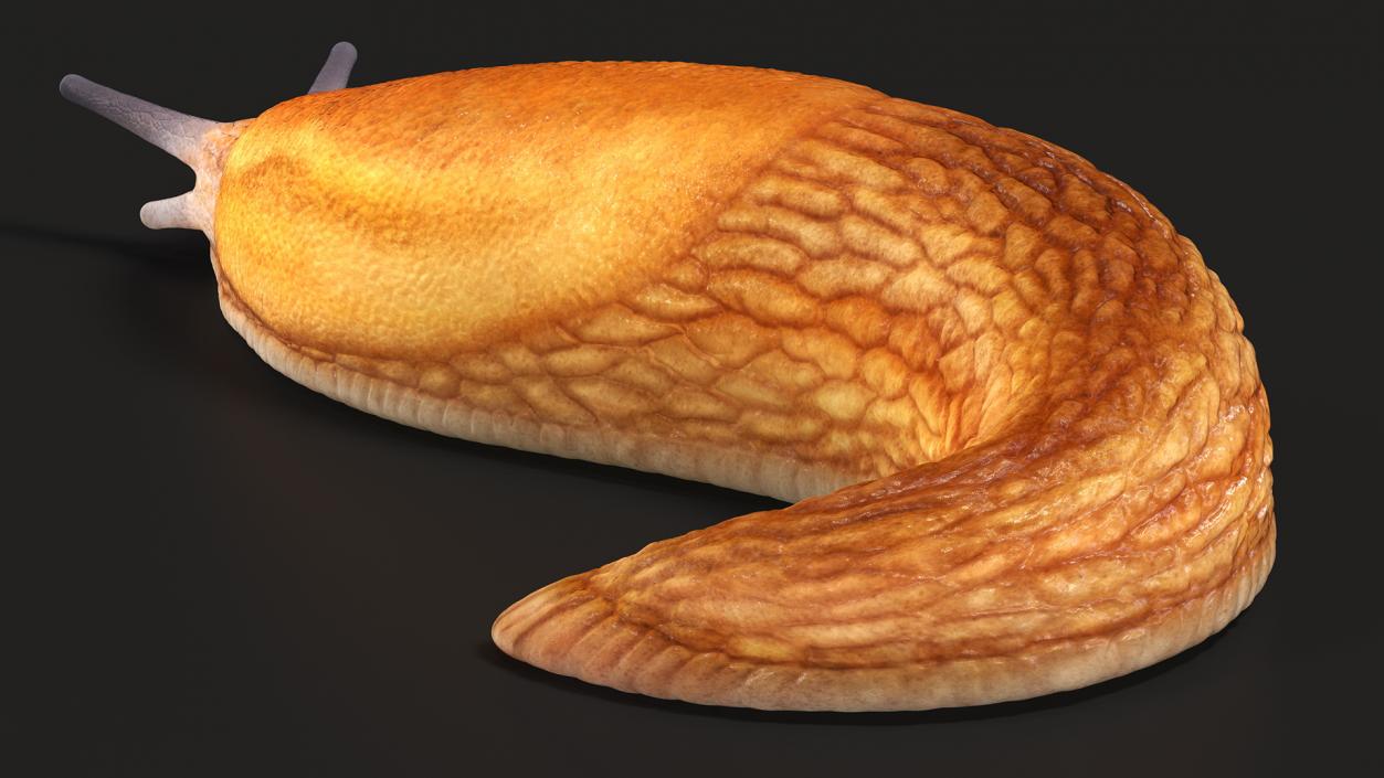 3D model Dusky Arion Slug Crawling