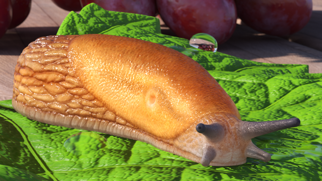 3D model Dusky Arion Slug Crawling