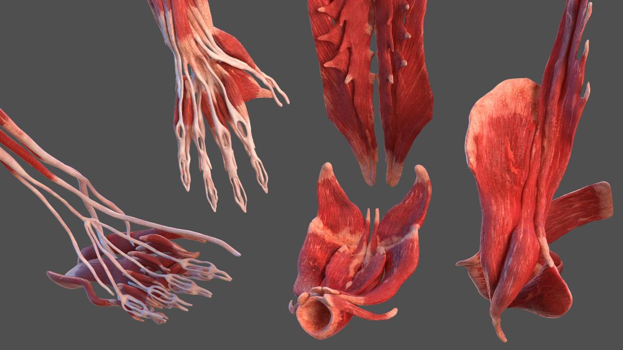 3D Male Body Anatomy Collection model